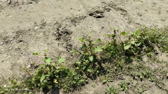 Xanthium orientale