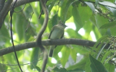 Empidonax alnorum