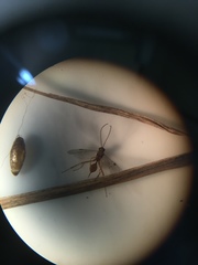 Meteorus pulchricornis