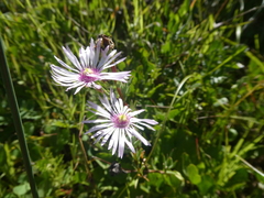 Lampranthus leptaleon