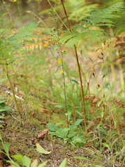 Solidago virgaurea virgaurea