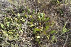 Protea scolopendriifolia