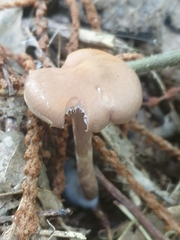Cortinarius anomalus