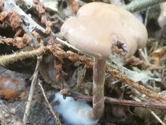 Cortinarius anomalus