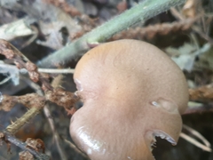 Cortinarius anomalus