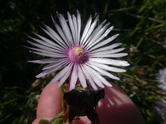 Lampranthus leptaleon