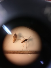 Meteorus pulchricornis