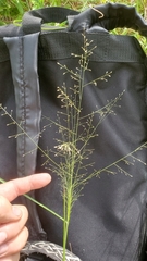 Eragrostis intermedia