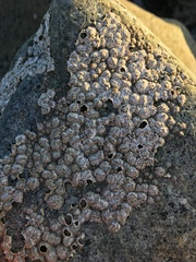 Notochthamalus scabrosus
