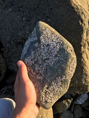 Notochthamalus scabrosus