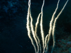 Eunicella singularis