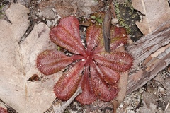 Drosera rosulata