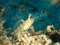 Parablennius tentacularis