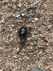 Sericotrupes niger