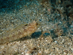 Parablennius tentacularis