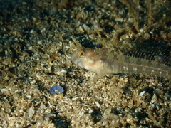 Parablennius tentacularis