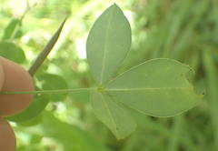 Argyrolobium tomentosum
