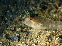 Parablennius tentacularis