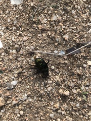 Sericotrupes niger