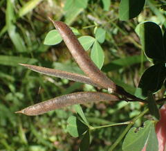 Argyrolobium tomentosum