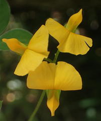 Argyrolobium tomentosum