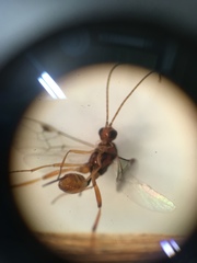 Meteorus pulchricornis