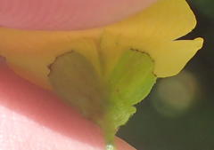 Argyrolobium tomentosum
