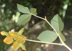 Argyrolobium tomentosum