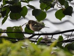 Fringilla coelebs