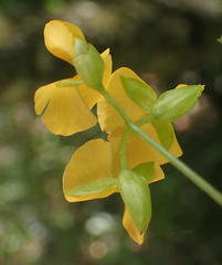 Argyrolobium tomentosum
