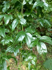 Clematis formosana
