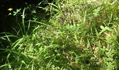 Argyrolobium tomentosum