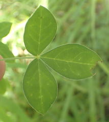 Argyrolobium tomentosum