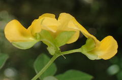 Argyrolobium tomentosum