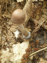 Cortinarius anomalus
