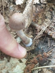 Cortinarius anomalus