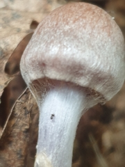 Cortinarius anomalus