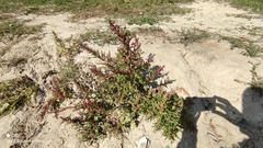 Oxybasis rubra