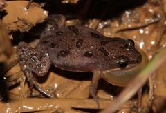 Cacosternum boettgeri