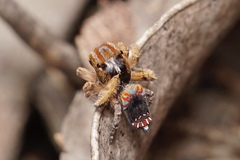 Maratus unicup