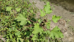 Xanthium orientale