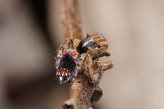 Maratus unicup