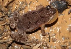 Cacosternum boettgeri