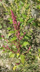 Oxybasis rubra