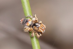 Maratus unicup
