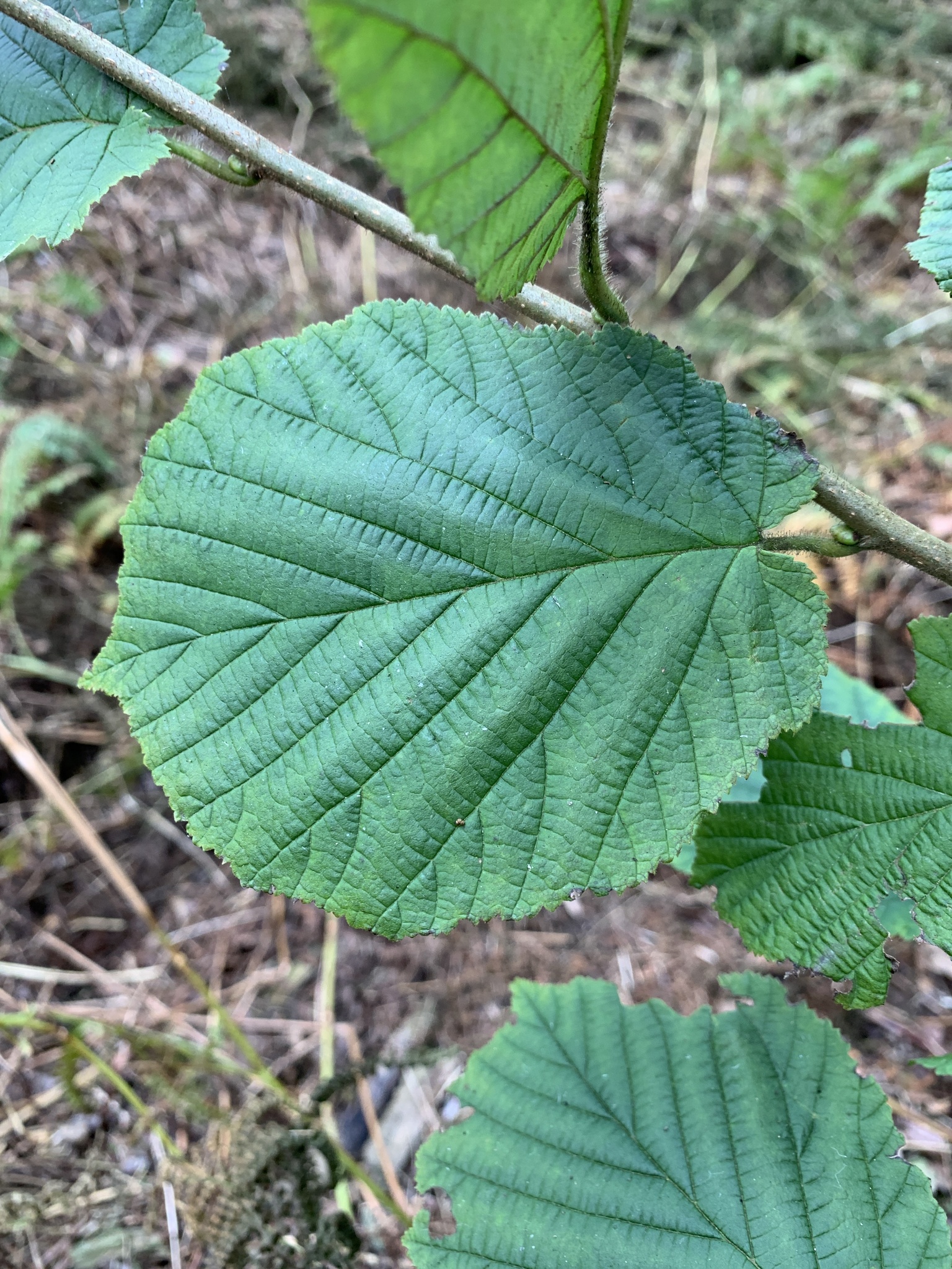 Corylus