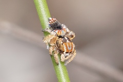 Maratus unicup
