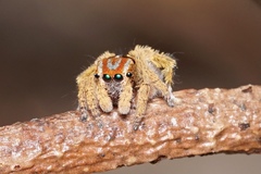 Maratus unicup