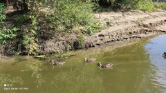 Anas platyrhynchos