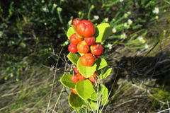 Maytenus procumbens